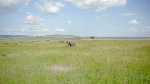 Low flying drone shot of Elephants walking in grasslands