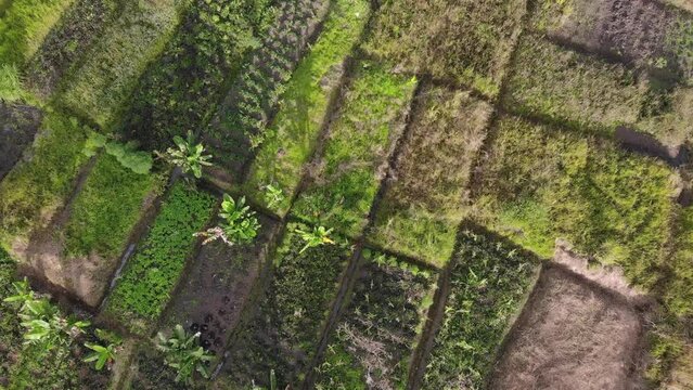 Flying over green traditional garden plots, Papua New Guinea agriculture