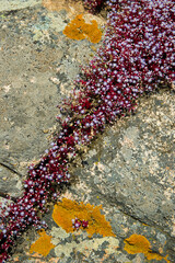 Sky Stone-crop, Red-leaf Stone-crop, Sky Stonecrop, Azure Stonecrop, Sedum caeruleum. Isola di La...