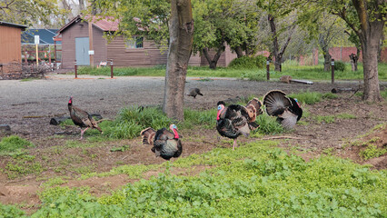 Turkeys in the countryside. 