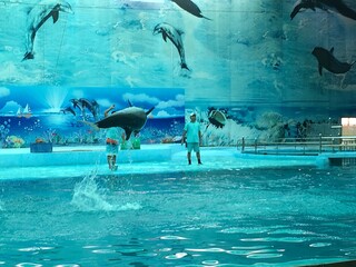 the water play show dolphin in the zoo