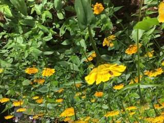 the beauty wild flower on road