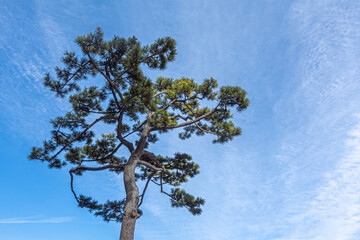 空の中の木