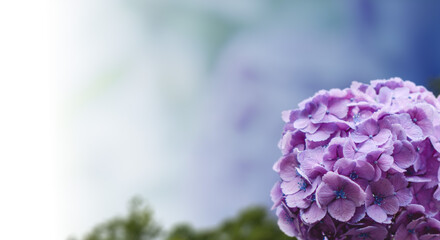 6月、梅雨、紫陽花に降る雨の背景　梅雨前線・天気・季節・日本	