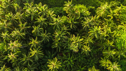 Coconut aerial view. Top view trees in the forest. Coconut plantations, agricultural crops and the oil industry. High view, sunlight, relaxing feeling, new day	