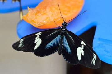 The long Sarah is a species of neotropical heliconid butterfly found from Mexico to the Amazon...