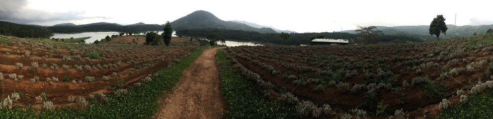 the farm view of a vineyard in the country Vietnam