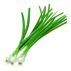 Green onions isolated on white photo-realistic vector illustration