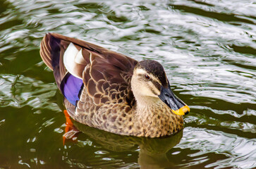 池を泳ぐカルガモ