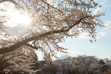 北海道森町-早朝のオニウシ公園の桜-07