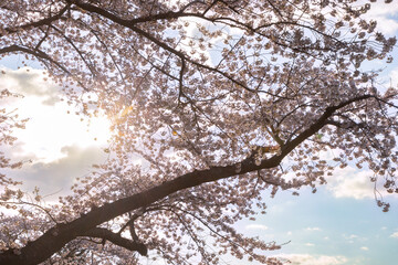 北海道森町-早朝のオニウシ公園の桜-08