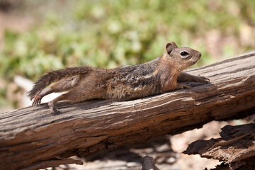 squirrel in the forest