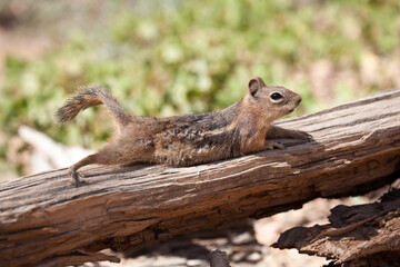 squirrel on a tree