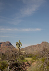 Saguaro cactus and Red Mountain in the Salt River Canyon area near Mesa Phoenix Arizona United States