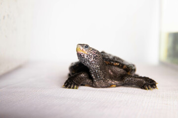 Diamond-backed terrapin turtle isolated on a white background