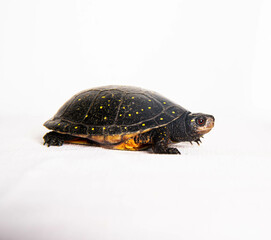 Spotted Turtle isolated on white background