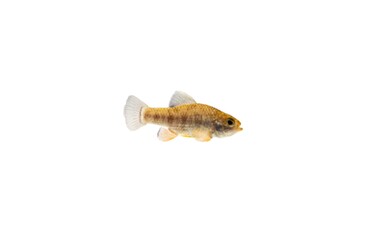 Sheepshead minnow isolated on white