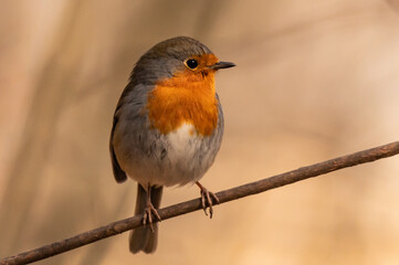 robin on a branch