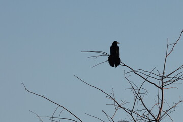 Bonze Crackle Bird