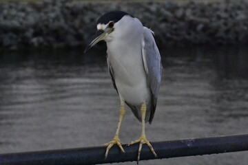 black-crowned night heron searching for opportunity