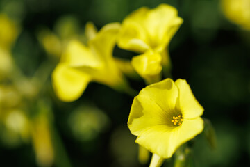 黄色い花のオオキバナカタバミ