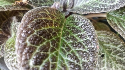 Episcia cupreata,(Flame Violet, Carpet Plant),Leafy green backgrounds,Leaf, Nature. close up Episcia cupreata plant. close up leave in daylight.