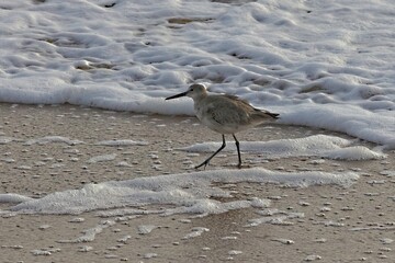 Sandpiper bird walking