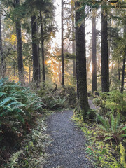 Obraz premium Bogachiel Trail