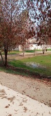 Autumn in the park with red leaves falling on ground from trees