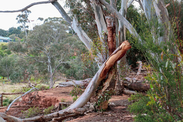 fallen branch of eucalyptus tree in australian bushland