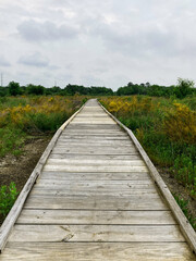 Wooden walkway through foliage on cloudy day