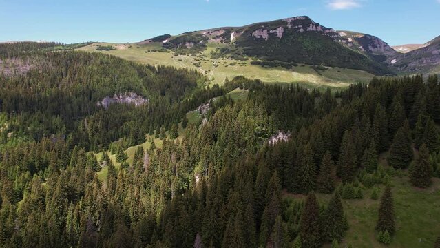 Dense green forest in bucegi mountains with cabin, sunny day, aerial view