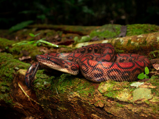 Epicrates cenchria. Rainbow tree boa.