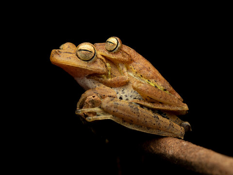 Boana steinbachi. Amplexus.