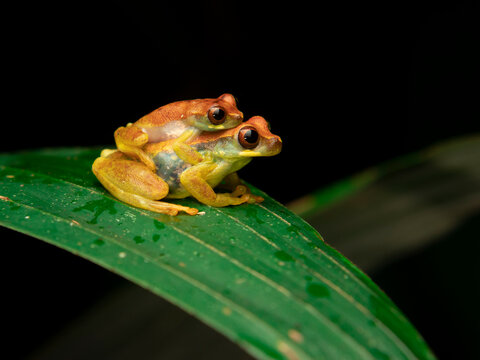 Dendropsophus sp. Treefrog on leaf.