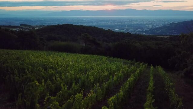 Aerial Rise Up Green Vineyard Dawn First Light of the day, Cornas France, Horizon line, Valence Vercors