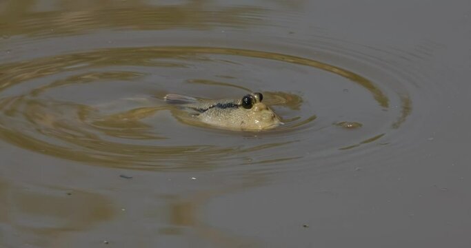 Resting in the middle of the water then swims to the right, Gold-spotted Mudskipper Periophthalmus chrysospilos, Thailand