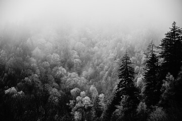 Snow Frosted Trees in black and white - Powered by Adobe