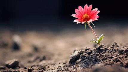 Single blooming flower in harsh environment, representing perseverance and success - obrazy, fototapety, plakaty