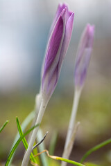 A close-up of a crocus bud that has not yet opened