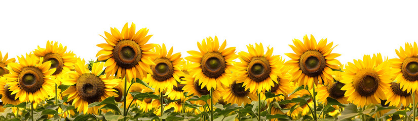 Sunflower Field on isolate white background PNG