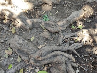 roots of tree, roots of tree