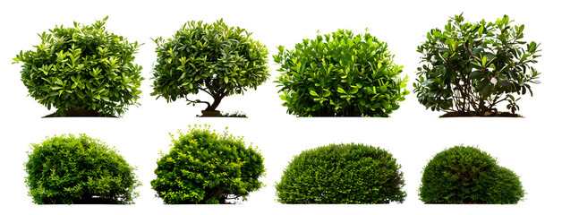Set of green garden bushes, cut out isolated on white background or transparent PNG - obrazy, fototapety, plakaty