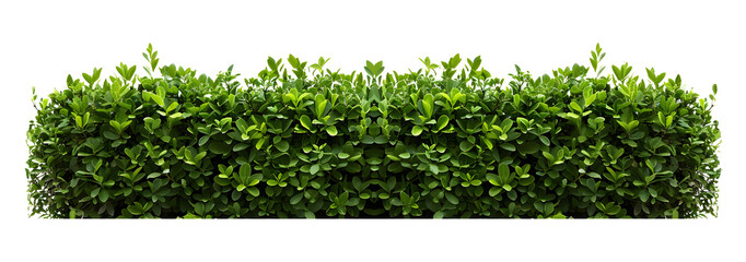 Lush green hedge trimmed neatly,  cut out isolated on white background or transparent PNG