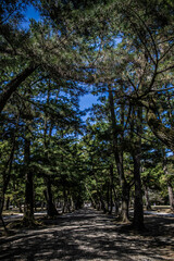 Fototapeta premium 出雲大社