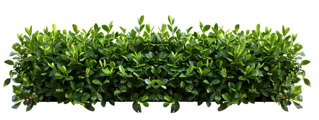Lush green hedge trimmed neatly,  cut out isolated on white background or transparent PNG - obrazy, fototapety, plakaty