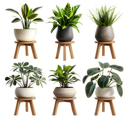 Set of indoor plants in pots on wooden stools, cut out isolated on white background or transparent PNG