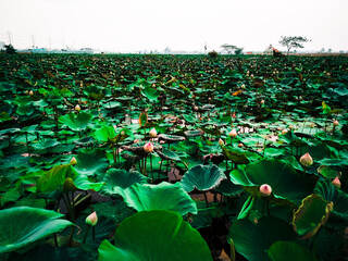 green lotus in the lake