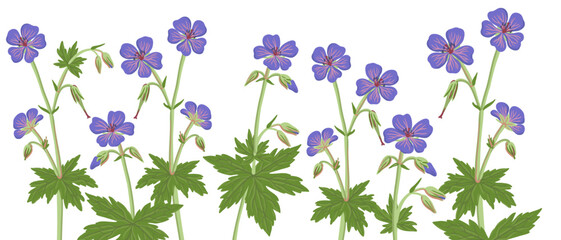 meadow crane's-bill, geranium, field flower, vector drawing wild plants at white background, ,floral border, hand drawn botanical illustration