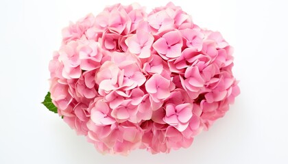 close-up of romantic hydrangea foliage pink flowers, romantic floral pink background for banner